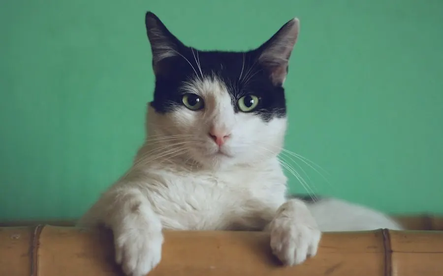Chat aux yeux verts attentif